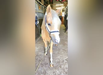 Niemiecki kuc wierzchowy, Klacz, 1 Rok, 148 cm, Izabelowata