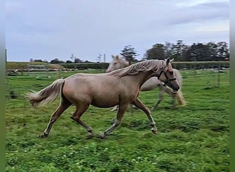 Niemiecki kuc wierzchowy, Klacz, 1 Rok, 148 cm, Izabelowata