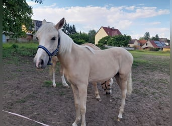 Niemiecki kuc wierzchowy, Klacz, 1 Rok, 148 cm, Izabelowata