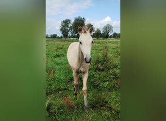 Niemiecki kuc wierzchowy, Klacz, 1 Rok, 155 cm, Jelenia