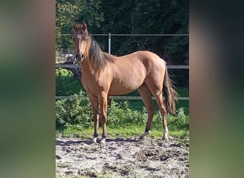 Niemiecki kuc wierzchowy, Klacz, 1 Rok