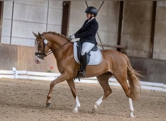 Niemiecki kuc wierzchowy, Klacz, 21 lat, 146 cm, Gniada