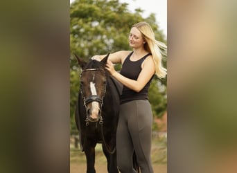 Niemiecki kuc wierzchowy, Klacz, 21 lat, 147 cm, Jasnogniada
