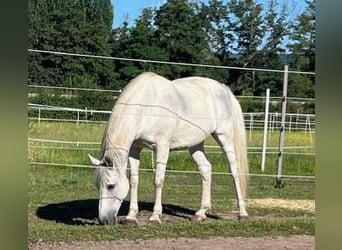 Niemiecki kuc wierzchowy, Klacz, 21 lat, 152 cm, Siwa