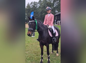 Niemiecki kuc wierzchowy, Klacz, 22 lat, 146 cm, Ciemnogniada