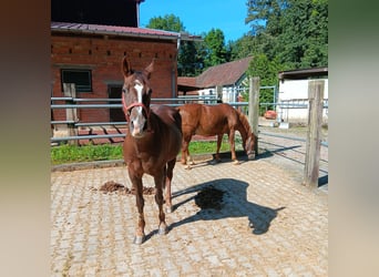 Niemiecki kuc wierzchowy, Klacz, 27 lat, 147 cm, Kasztanowata