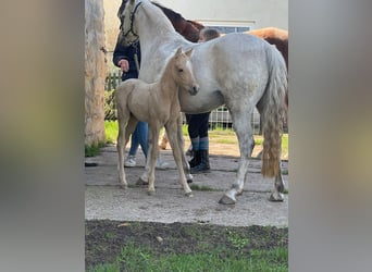 Niemiecki kuc wierzchowy, Klacz, 2 lat, 135 cm, Siwa
