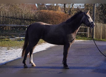 Niemiecki kuc wierzchowy, Klacz, 2 lat, 135 cm, Siwa