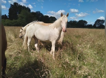 Niemiecki kuc wierzchowy, Klacz, 2 lat, 138 cm, Cremello