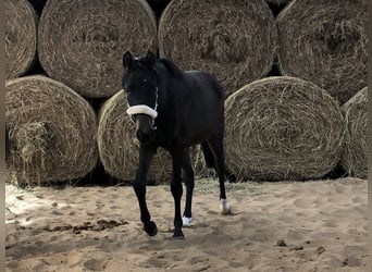 Niemiecki kuc wierzchowy, Klacz, 2 lat, 140 cm, Ciemnogniada