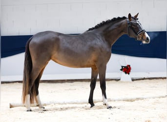 Niemiecki kuc wierzchowy, Klacz, 2 lat, 143 cm, Gniada