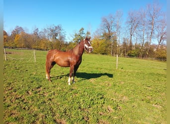 Niemiecki kuc wierzchowy, Klacz, 2 lat, 144 cm, Ciemnokasztanowata