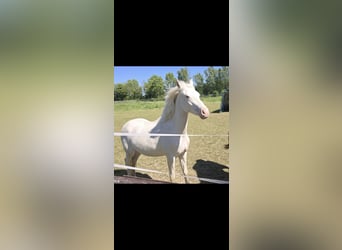 Niemiecki kuc wierzchowy, Klacz, 2 lat, 145 cm, Cremello