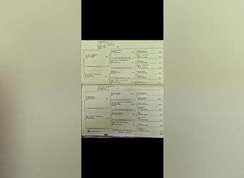 Niemiecki kuc wierzchowy, Klacz, 2 lat, 145 cm, Cremello