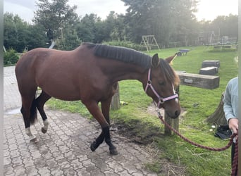 Niemiecki kuc wierzchowy, Klacz, 2 lat, 145 cm, Gniada