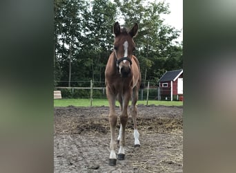 Niemiecki kuc wierzchowy, Klacz, 2 lat, 145 cm, Gniada