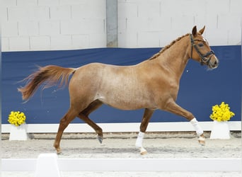 Niemiecki kuc wierzchowy, Klacz, 2 lat, 145 cm, Kasztanowata