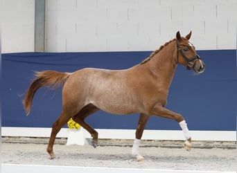 Niemiecki kuc wierzchowy, Klacz, 2 lat, 145 cm, Kasztanowata