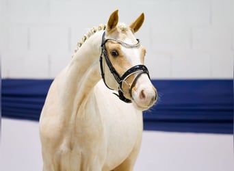 Niemiecki kuc wierzchowy, Klacz, 2 lat, 146 cm, Izabelowata