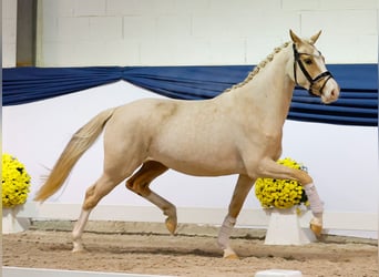 Niemiecki kuc wierzchowy, Klacz, 2 lat, 146 cm, Izabelowata