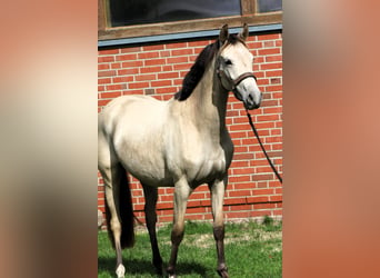 Niemiecki kuc wierzchowy, Klacz, 2 lat, 147 cm, Jelenia