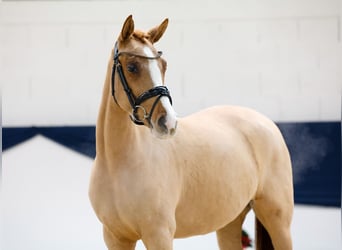 Niemiecki kuc wierzchowy, Klacz, 2 lat, 147 cm, Kasztanowata