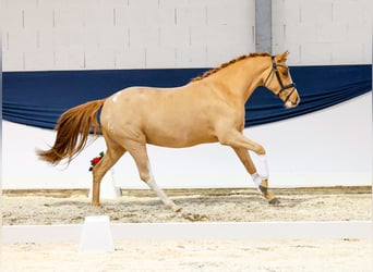 Niemiecki kuc wierzchowy, Klacz, 2 lat, 147 cm, Kasztanowata