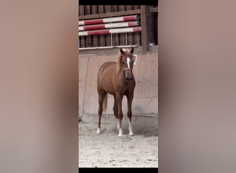 Niemiecki kuc wierzchowy, Klacz, 2 lat, 148 cm, Kasztanowata