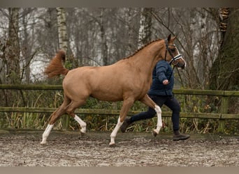 Niemiecki kuc wierzchowy, Klacz, 2 lat, 152 cm, Kasztanowata