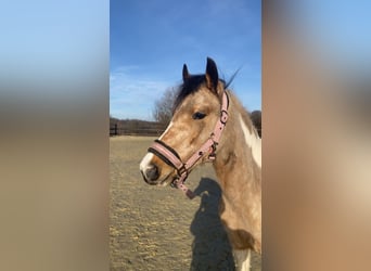 Niemiecki kuc wierzchowy Mix, Klacz, 3 lat, 135 cm, Jelenia