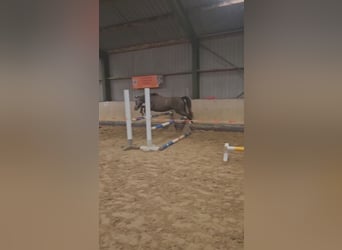 Niemiecki kuc wierzchowy, Klacz, 3 lat, 135 cm, Siwa