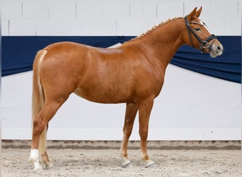 Niemiecki kuc wierzchowy, Klacz, 3 lat, 136 cm, Kasztanowata
