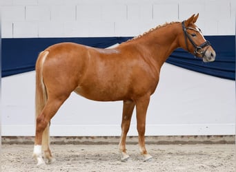 Niemiecki kuc wierzchowy, Klacz, 3 lat, 136 cm, Kasztanowata