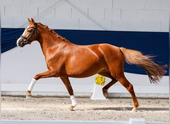 Niemiecki kuc wierzchowy, Klacz, 3 lat, 139 cm, Kasztanowata