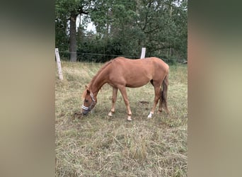 Niemiecki kuc wierzchowy, Klacz, 3 lat, 140 cm, Kasztanowata