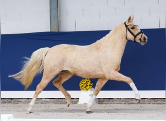Niemiecki kuc wierzchowy, Klacz, 3 lat, 141 cm, Izabelowata