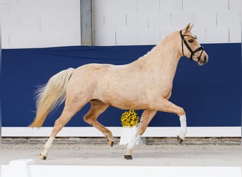 Niemiecki kuc wierzchowy, Klacz, 3 lat, 141 cm, Izabelowata