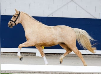 Niemiecki kuc wierzchowy, Klacz, 3 lat, 141 cm, Izabelowata