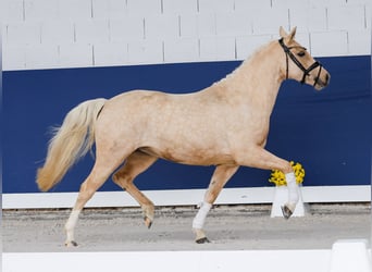 Niemiecki kuc wierzchowy, Klacz, 3 lat, 141 cm, Izabelowata