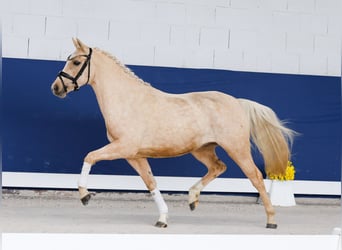Niemiecki kuc wierzchowy, Klacz, 3 lat, 141 cm, Izabelowata