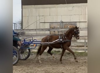 Niemiecki kuc wierzchowy, Klacz, 3 lat, 141 cm, Kasztanowata
