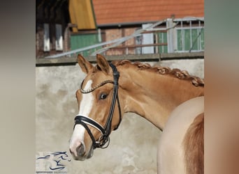 Niemiecki kuc wierzchowy, Klacz, 3 lat, 141 cm