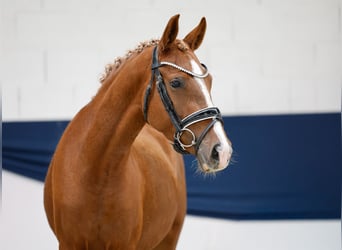 Niemiecki kuc wierzchowy, Klacz, 3 lat, 142 cm, Kasztanowata