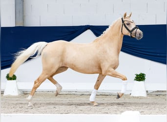 Niemiecki kuc wierzchowy, Klacz, 3 lat, 143 cm, Izabelowata