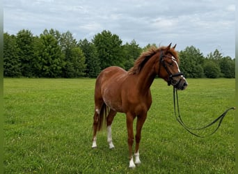 Niemiecki kuc wierzchowy, Klacz, 3 lat, 143 cm, Kasztanowata