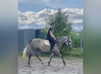 Niemiecki kuc wierzchowy Mix, Klacz, 3 lat, 143 cm, Siwa