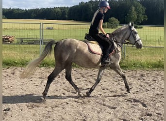 Niemiecki kuc wierzchowy Mix, Klacz, 3 lat, 143 cm, Siwa