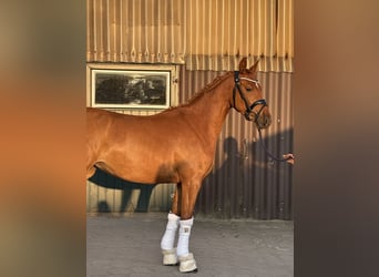 Niemiecki kuc wierzchowy, Klacz, 3 lat, 144 cm, Ciemnokasztanowata