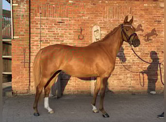Niemiecki kuc wierzchowy, Klacz, 3 lat, 144 cm, Ciemnokasztanowata