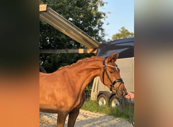 Niemiecki kuc wierzchowy, Klacz, 3 lat, 144 cm, Ciemnokasztanowata
